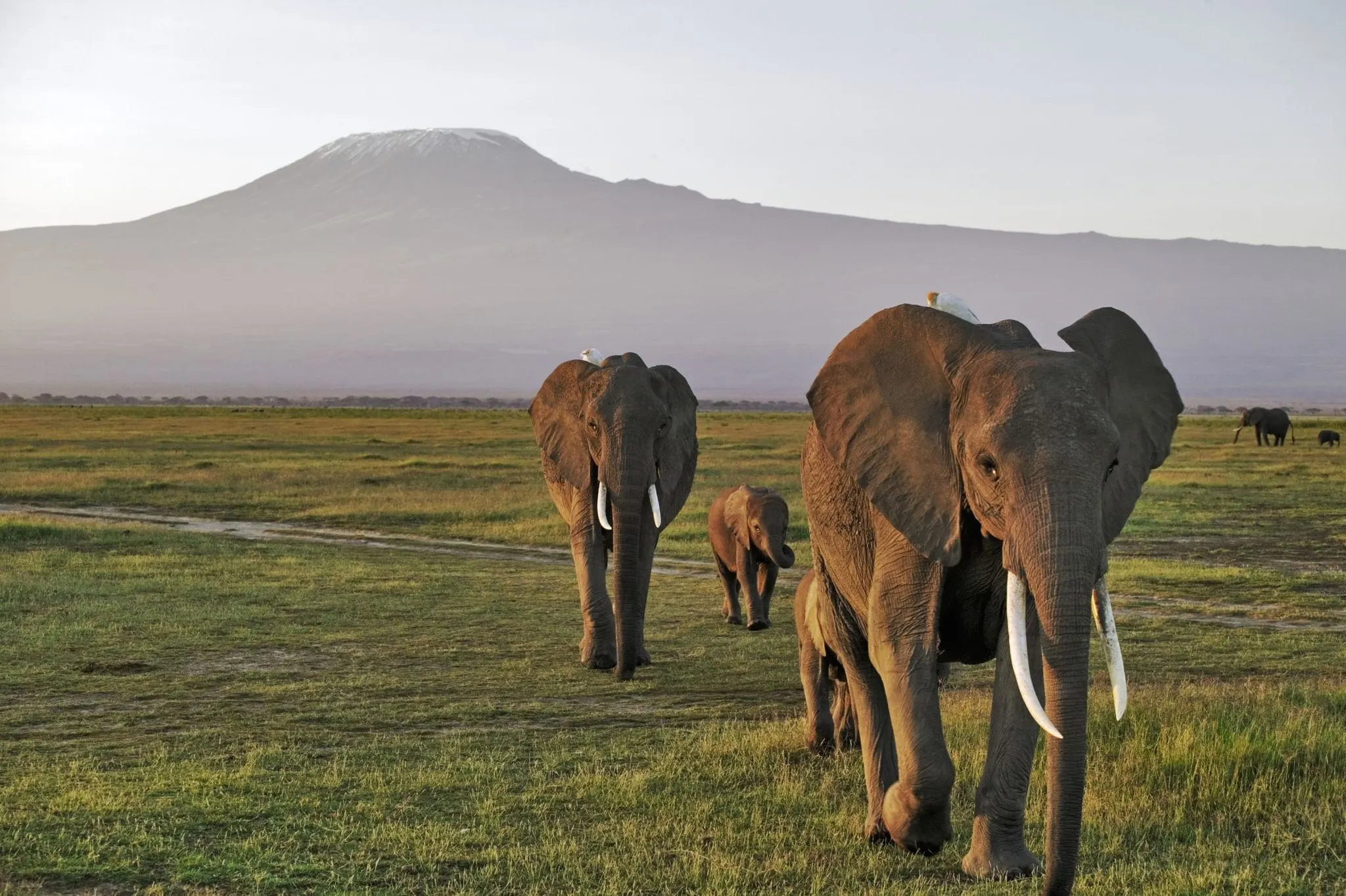 African elephants walking across Amboseli plains at sunset